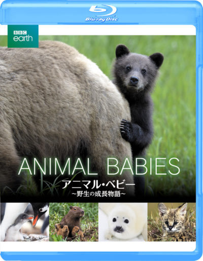 BBC earth アニマル・ベビー ～野生の成長物語～ Blu-ray